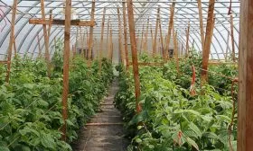 технологии long cane Малина Маравилла