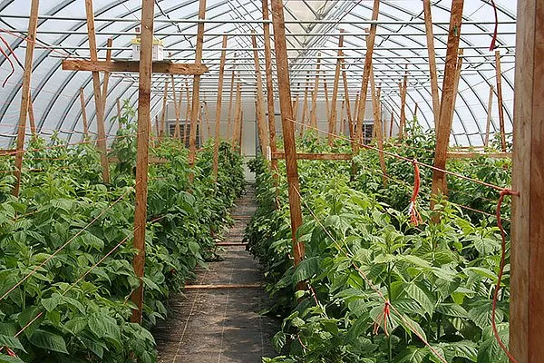 технологии long cane Малина Маравилла