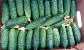 Сбор и применение урожая