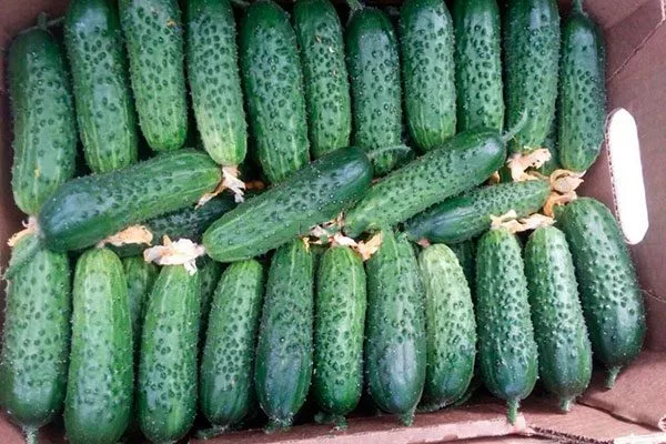 Сбор и применение урожая