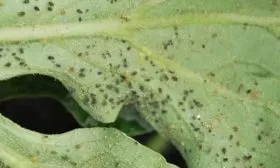 тля на огурцах Конни