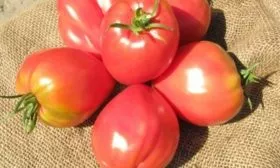 плод Фатимы