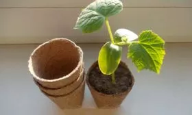 Тонкости посева и ухода за рассадой