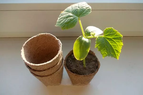 Тонкости посева и ухода за рассадой