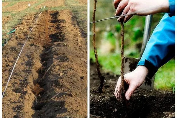 Траншейный метод