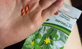 семена Хитреца