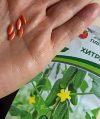 семена Хитреца
