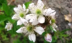 цветение ежемалины Логанберри