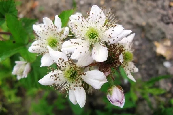 цветение ежемалины Логанберри