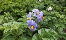 цветение картофеля Манифест