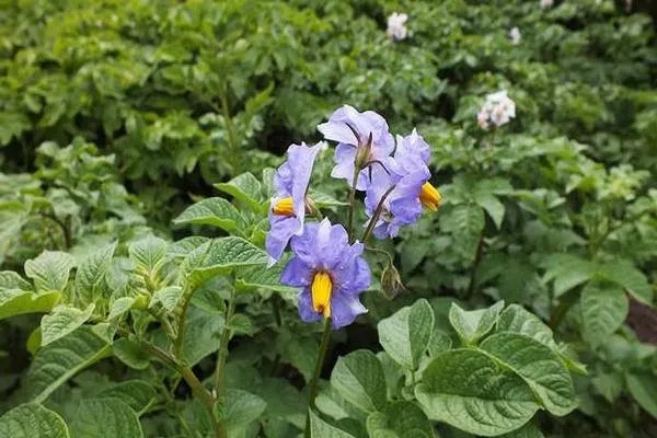 цветение картофеля Манифест