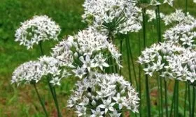 цветение лука джусай