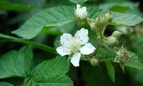 цветение малины Анна