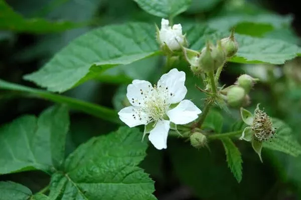 цветение малины Анна