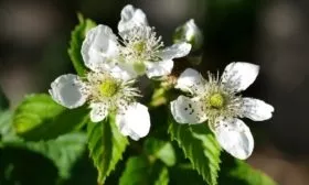 цветение малины Феномен