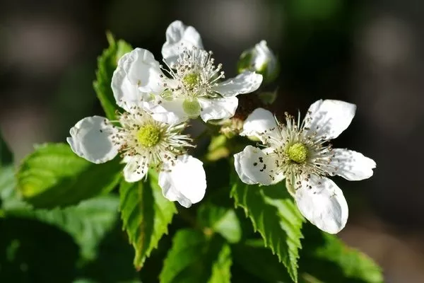 цветение малины Феномен