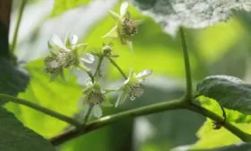 цветение малины Красная королева