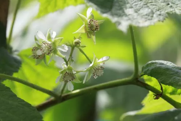 цветение малины Красная королева