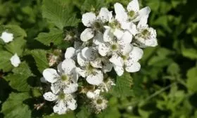 цветение малины Татьяна