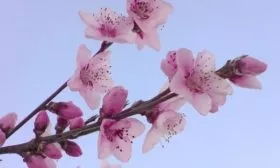 цветение персика Чемпион