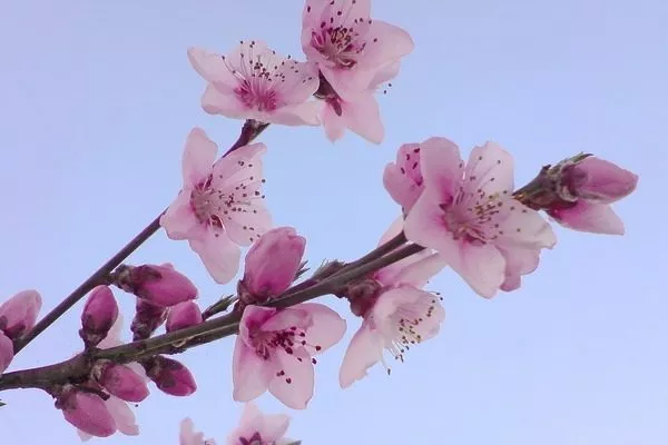 цветение персика Чемпион