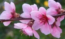 цветение персика Кросби