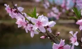 цветение персика Сказка