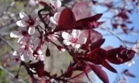 цветение сливы Голливуд