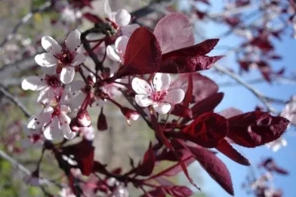 цветение сливы Голливуд