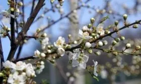 цветение сливы Память Тимирязева