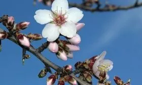 цветение сливы Светлячок