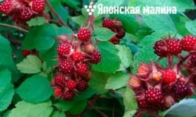 Чем отличается от других сортов