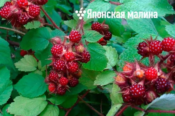 Чем отличается от других сортов