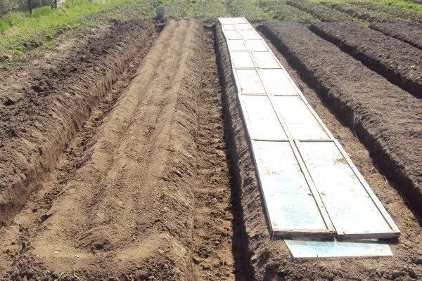 участок для посадки огурцов сорта Три танкиста