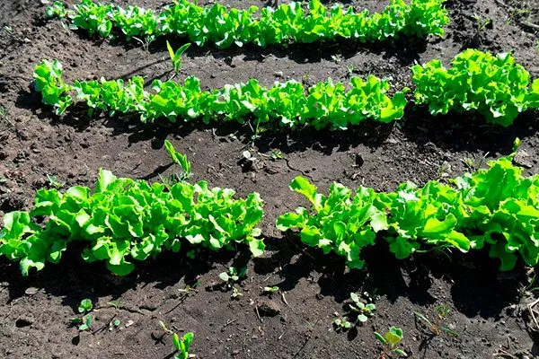Участок для посева салата