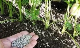 удобрение моркови Ранняя сладкая