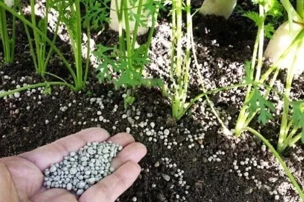 удобрение моркови Ранняя сладкая