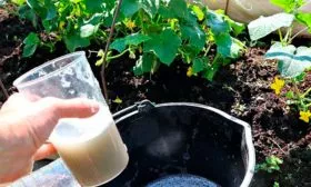 удобрение для огурцов