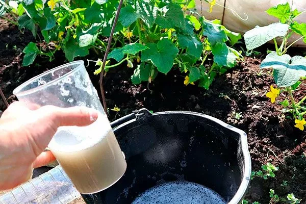 удобрение для огурцов