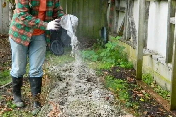 удобрение грядок древесной золой для моркови Детская сладкая