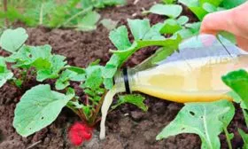 Удобрения и подкормки