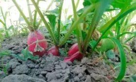 Удобряйте посадку