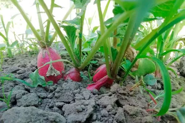 Удобряйте посадку