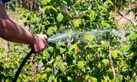 Полив и подкормки