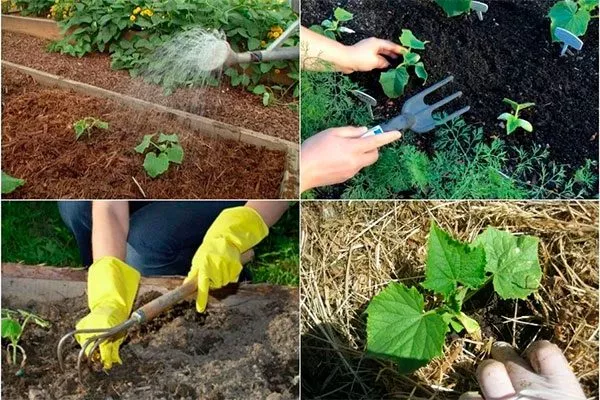 Выращивание и уход