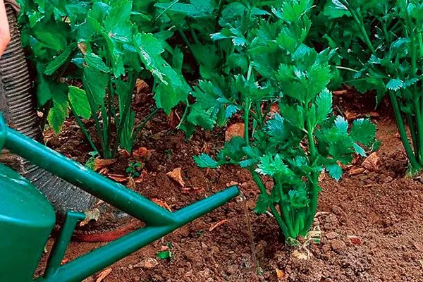 Уход и подкормка