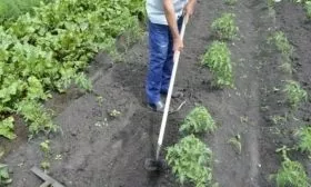 уход за картофелем Гулливер