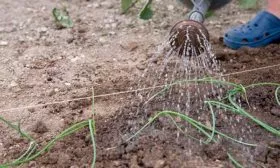 Уход за луком джусай