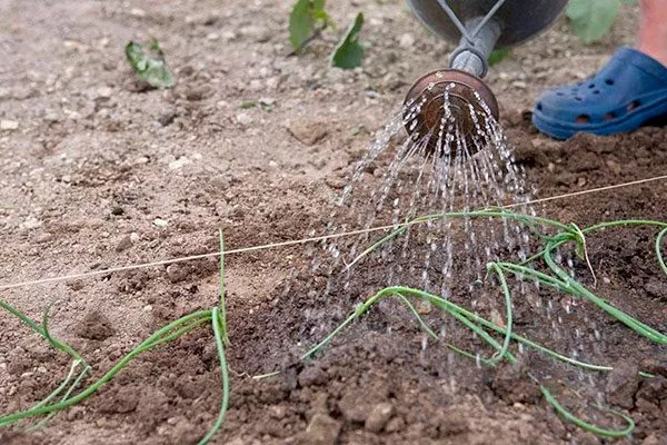 Уход за луком джусай