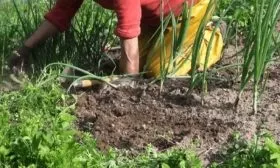 уход за луком Параде